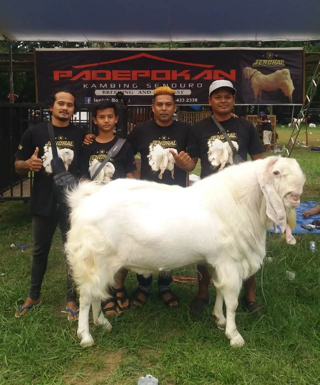 Jendral, Maskot Kambing Senduro